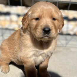 Golden Retriever puppies from KnL Golden Acres