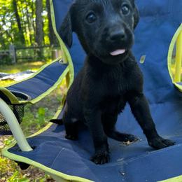Ford - Black male Labrador Retriever puppy in Catskill, New York from Vom Kugelblitz Kennels