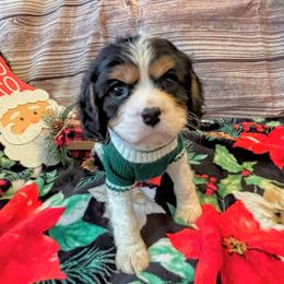 Cavalier King Charles Spaniel Puppies from Krawczyk's House of Cavaliers