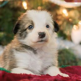 Saga - Sable Border Collie puppy in Olive Hill, Kentucky from SaturnMoon MAS & BC