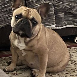 Kissy - French Bulldog