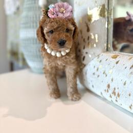 Clover - Red female Cavapoo puppy in Queen Creek, Arizona from Sunny Doodles