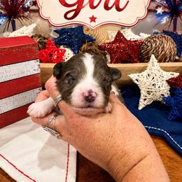 Beth - Blue merle female Aussiedoodle puppy in Abbeville, South Carolina from Double E Doodles
