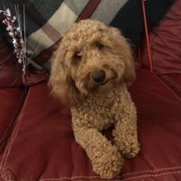 Lucy - Goldendoodle