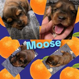Moose - Red male Dachshund puppy in Port Charlotte, Florida from Belinda's little darlings dachshunds