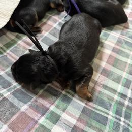 Male 2 - Black and red male German Shepherd puppy in Purcellville, Virginia from Starry Night German Shepherd Dogs