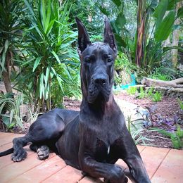 Vader - Great Dane