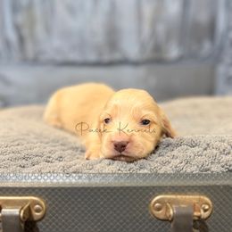 Tater - Dapple female Dachshund puppy in Anderson, Alabama from Pasek Kennels