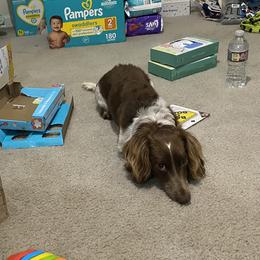 Scooter - Dachshund