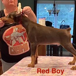 Doberman Pinscher and Miniature Pinscher Puppies from Ronald Rutledge