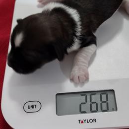 Ruth - Red sable female Havanese puppy in Cleveland, Texas from 7th Heaven Havanese of Texas