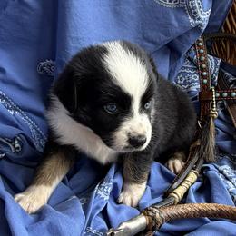 Australian Shepherd Puppies from Cross Arrow K Awesome Aussies