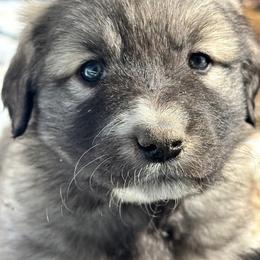Girl 4 - female Anatolian Pyrenees puppy in Pleasant View, Colorado from Pails & Provisions Farm