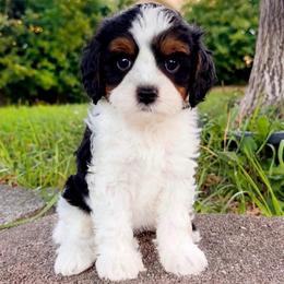 Sierra - Tri-color female Cavapoo puppy in Salt Lake City, Utah from SunnySide Mini Doodles
