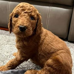 Goldendoodles and Poodles from Leash On Love