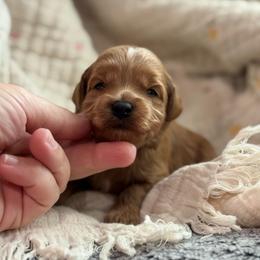 Jessie - Red  female Goldendoodle puppy in Wharton, Texas from Little Fur Friends