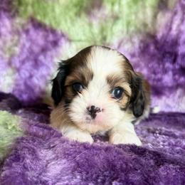 S'mores - Red and white female Cavatzu puppy in Knoxville, Tennessee from Rocky Top Cavapoos