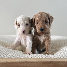 Reserve Little Scoop 2 (F) - Red  female Goldendoodle puppy in Modesto, California from Central Valley Canine Companions