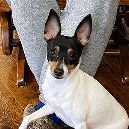 Cash - Toy Fox Terrier