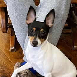 Cash - Toy Fox Terrier