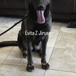 Evita Z Jirosu - German Shepherd
