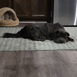 Persephone - Chinese Shar-Pei