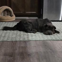 Persephone - Chinese Shar-Pei