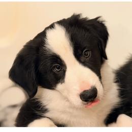 Border Collie Puppies from Cahill’s Canines