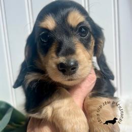 Black and Cream - Black and cream male Dachshund puppy in Nampa, Idaho from Long_and_Low_Dachshunds