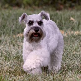 Lady - Miniature Schnauzer