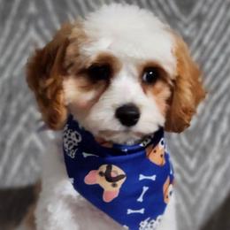 Boo Boo - Blenheim male Cavapoo puppy in Saint Cloud, Florida from Rising Star Kennels