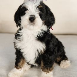 'Plum' Purple Collar Female - Tri-color female Bernedoodle puppy in Kamas, Utah from A + E Farms