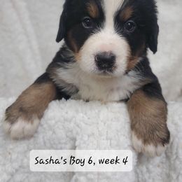 Boy 6 - Black rust and white male Bernese Mountain Dog puppy in Nicholson, Georgia from Bernese Mountain Dogs of Pony Trail Farm