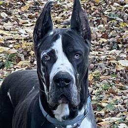 Brahms - Great Dane