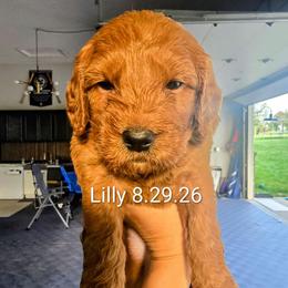 Lilly - Red  female Goldendoodle puppy in Red Oak, Iowa from Fisher Pups-Stay Golden with a Doodle