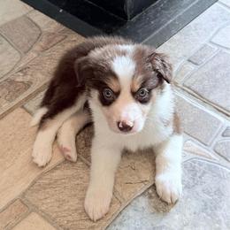 Milo - Chocolate male Border Collie puppy in Guffey, Colorado from Sunset Ridge