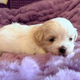 Stella - Gold and white female Shihpoo puppy in Whitehall 18052, Pennsylvania from Lilli’s Shih tzus and Shih poos