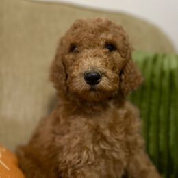 Sitka - Red  male Poodle puppy in Smithville, Mississippi from Shenanigans Red & Apricot Standard Poodles