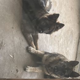 German Shepherds from Bailee Teague's German Shepherds