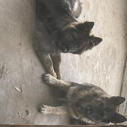 German Shepherds from Bailee Teague's German Shepherds