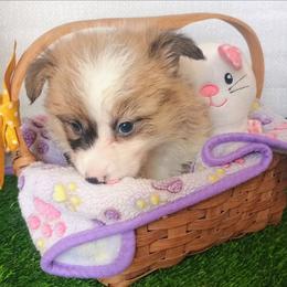 Missoula - Sable male Pembroke Welsh Corgi puppy in Ellensburg, Washington from Faery Mount Farm