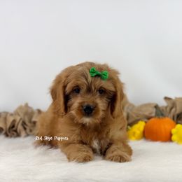 Rocky (Green Collar) - Red male Cavapoo puppy in Republic, Missouri from Red Skye Puppies