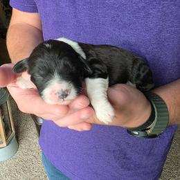 Lily - Black and white female Bernedoodle puppy in Blackfoot, Idaho from Draper Mountain Doodles