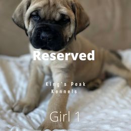 Girl 2 - Mastiff puppy in Kanosh, Utah from King’s Peak Kennels
