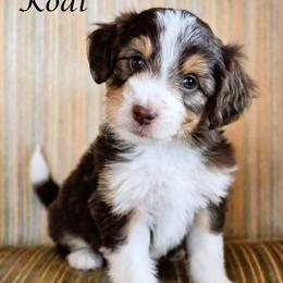 Kodi - Red tri-color female Aussiedoodle puppy in Lancaster, Minnesota from Wilson Cattle Co.