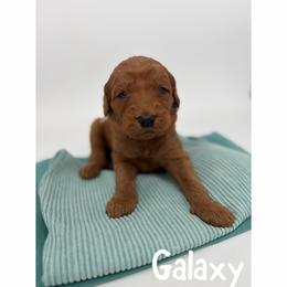 Galaxy - Red  female Goldendoodle puppy in Smithfield, Kentucky from KBK9 Kennels