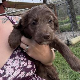 Itty Bitty - Red female Aussiedoodle puppy in Four Oaks, North Carolina from RoseWest Farms