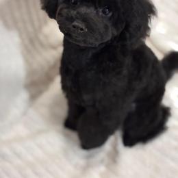 Runi - Black male Poodle puppy in Oceanside, New York from Anastasia Poodles