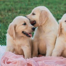 Golden Retrievers from Bones retrievers