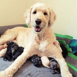 Merida - Goldendoodle